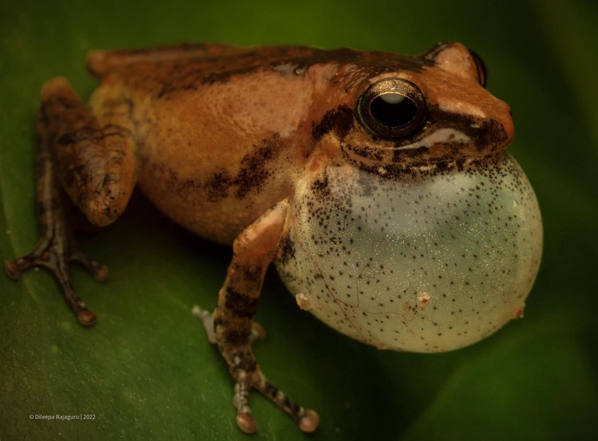 Pseudophilautus popularis Megaskumbura & Manamendra-Arachcchi, 2005